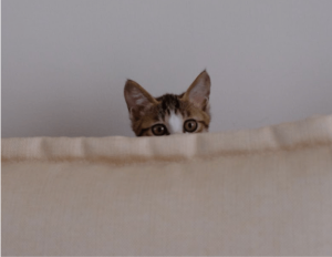 Cats and fireworks - how to keep your cat calm