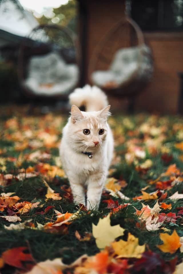 Cat outside autumn