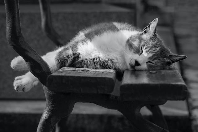 The nine lives of a cat