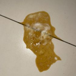 Dog sick yellow bile