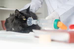 Inhalant medications given via a mask