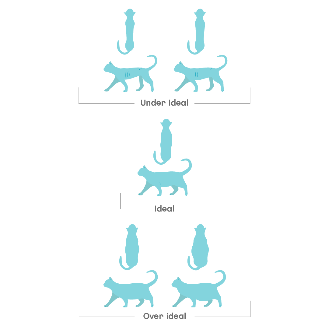 Cat Body condition score