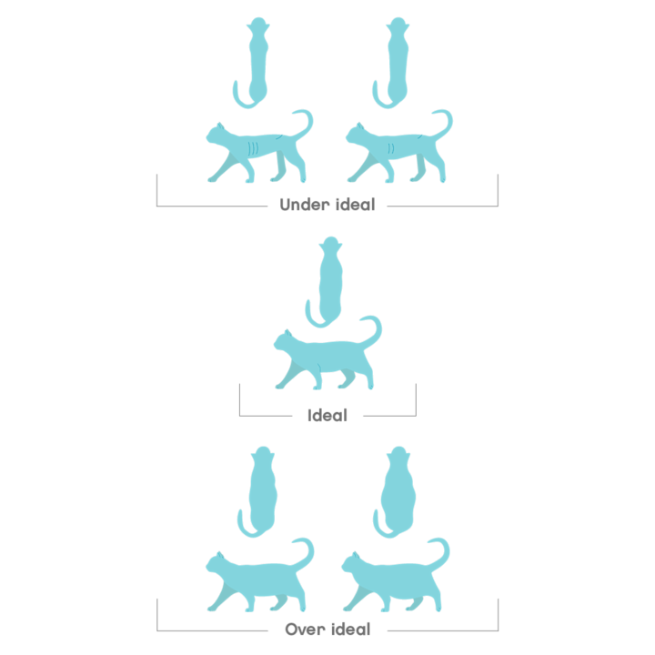 Body condition score in cats
