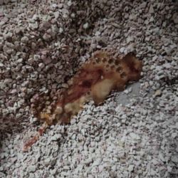 watery cat diarrhoea with blood and mucous