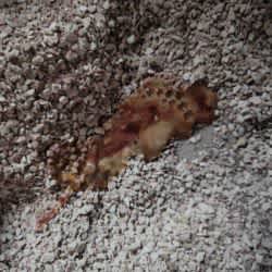 watery cat diarrhoea with blood and mucous