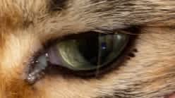 Conjunctivitis cat