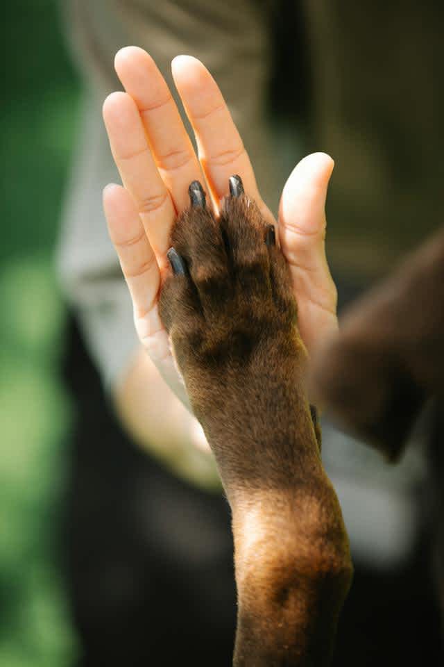 The Benefits of Mixed Feeding for Your Pets