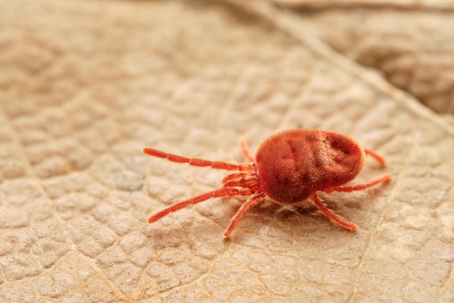 Harvest mites are common in autumn