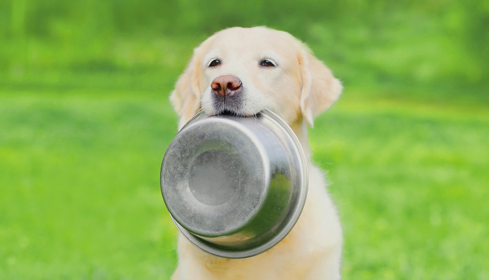 Dog with food bowl in mouth