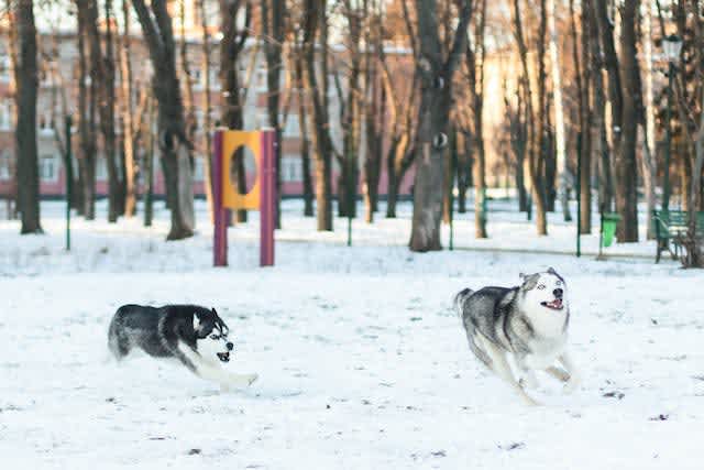 Two dogs playing in snow