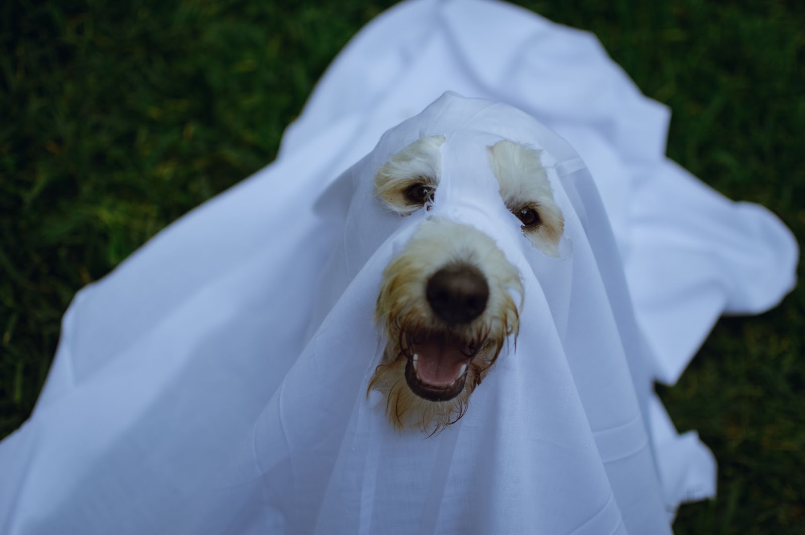 Dog dressed as a ghost