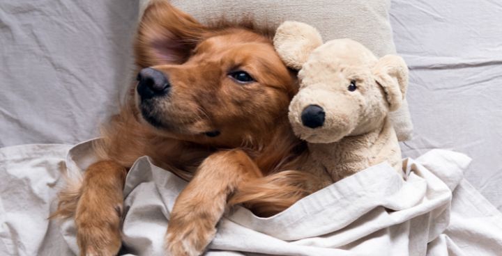 What do dogs dream about