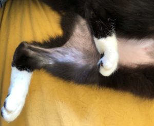 Overgrooming is a common sign