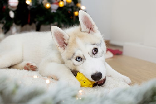 On the first day of Christmas