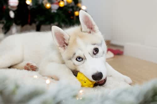 On the first day of Christmas