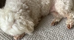 Saliva staining makes the paws look red or brown