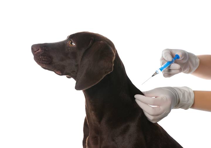 Are yearly dog vaccinations really necessary in the UK?