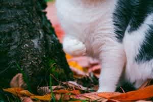 Cats often hold up a sore leg