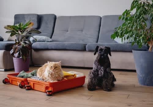 Pet Travel Made Easy: Your 5-Step Guide to EU Travel