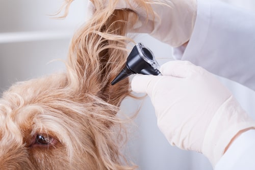 6 things your vet is looking for in a clinical exam and why they're important