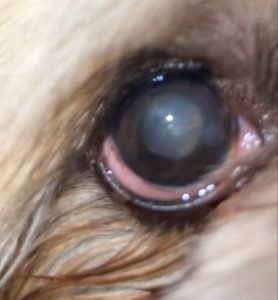 Cataract in dog
