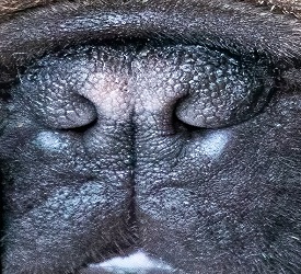 Narrowed nostrils. Notice there is very little space for air to enter the nose.