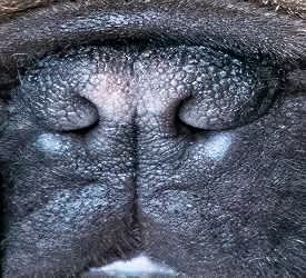 Narrowed nostrils. Notice there is very little space for air to enter the nose.