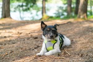 Dog wearing harness