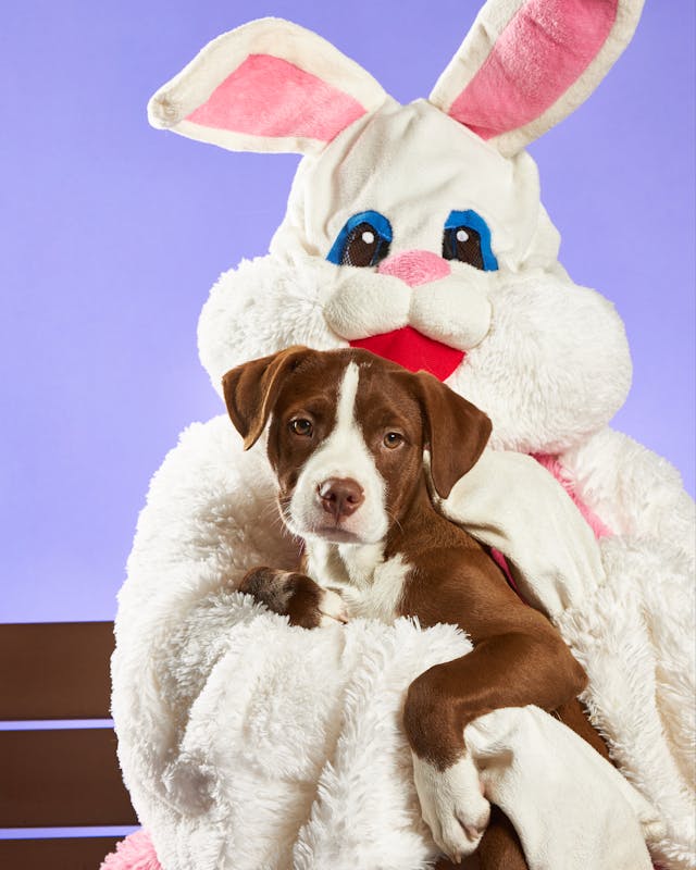 Eater bunny holding a dog