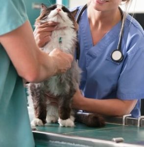 Hypothyroidism in cats