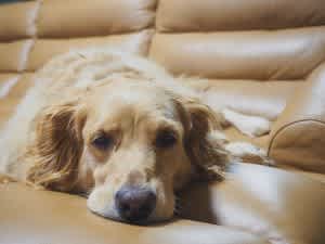 Persistent lethargy and a lack of interest in surroundings can be the first visible signs of an underlying condition