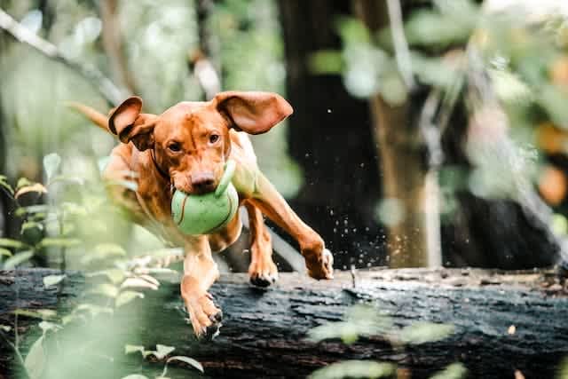 Dog playing in woods