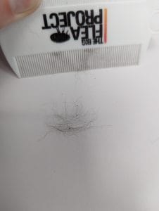 Brush your cats hair onto a white piece of paper