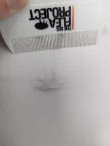 Brush your cats hair onto a white piece of paper