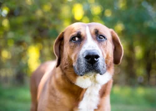Ears back and looking around can indicate stress