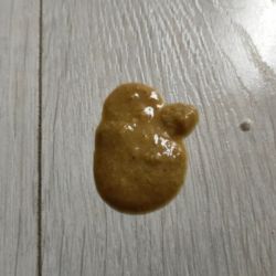 Cat sick, yellow bile with digested food