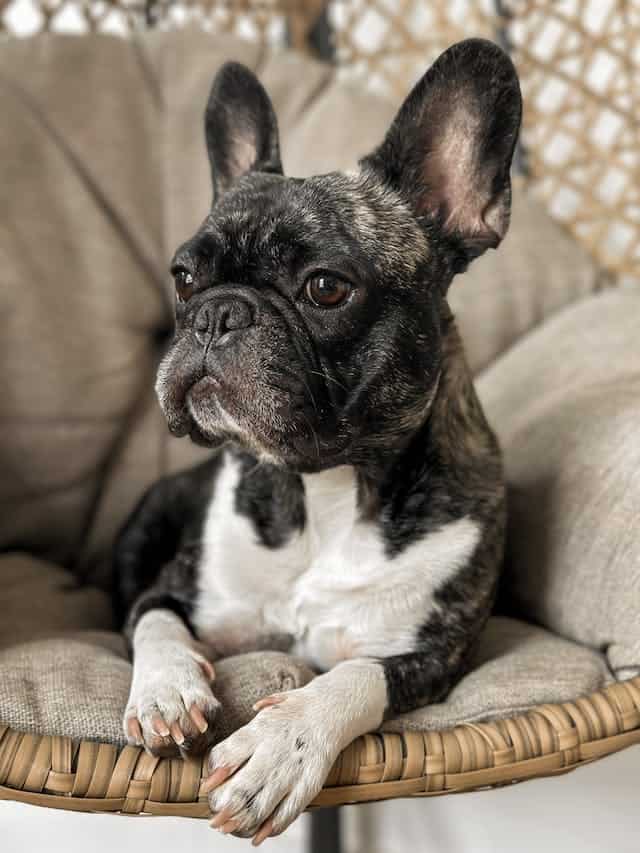 A guide to common health problems of French Bulldogs