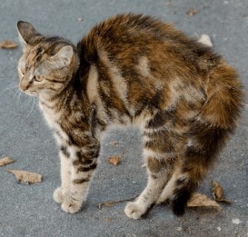 Hunched body indicates stress