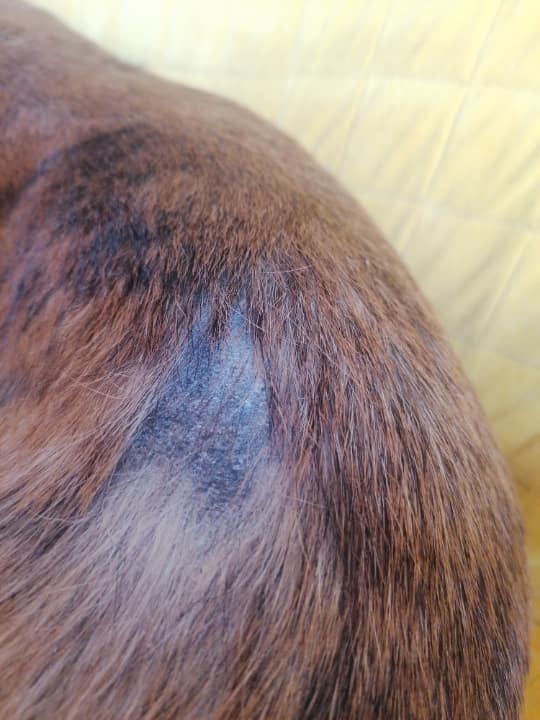 Hair loss on the back is a common sign of fleas
