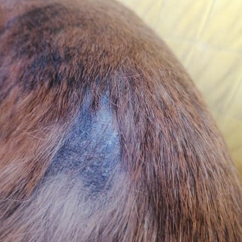 Hair loss on the back is a common sign of fleas