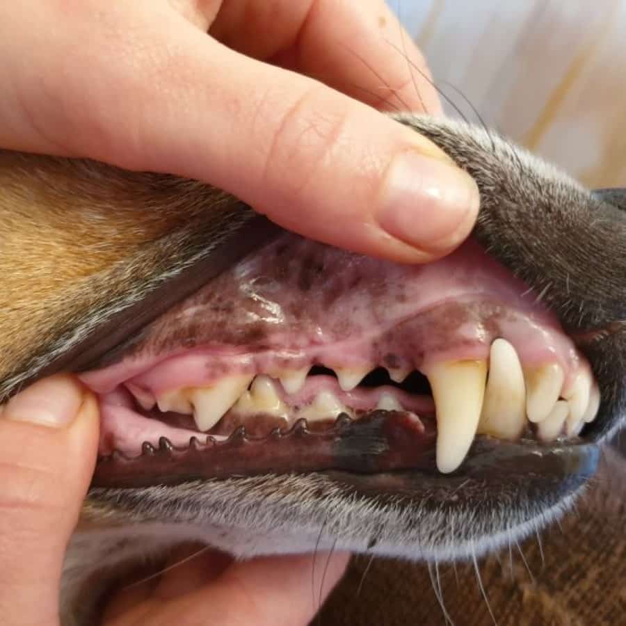 6 things your vet is looking for in a clinical exam and why they're important