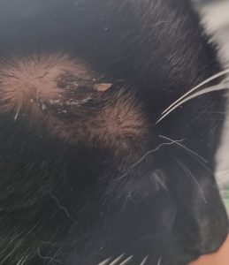 If the abscess ruptures, you may see pus and crusting