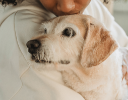 Elderly dog