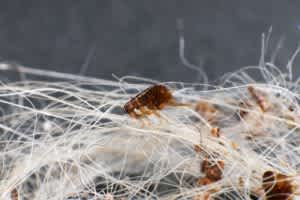 Picture of dog flea