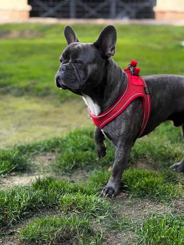 A guide to common health problems of French Bulldogs
