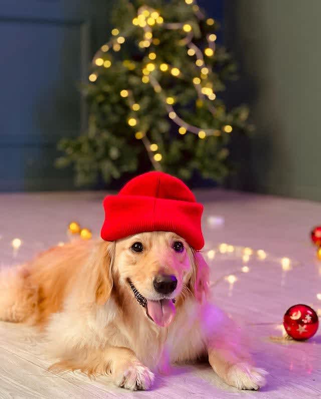 On the eighth day of Christmas