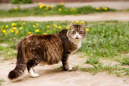 Pregnancy in cats - an overview