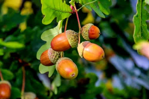 Acorns are toxic to dogs and cats