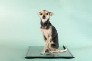 Weight loss in dogs