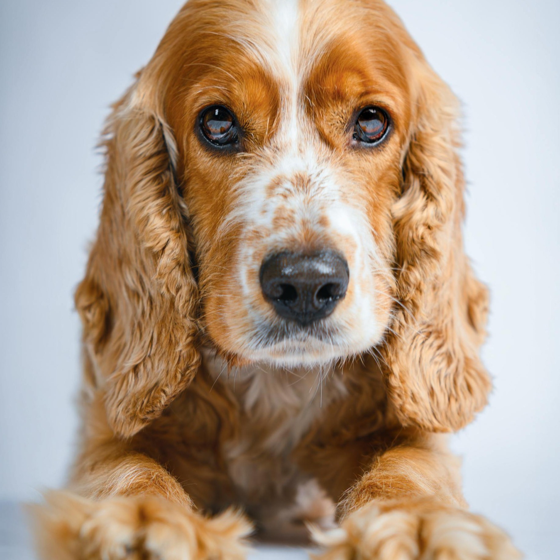 cocker spaniel 
